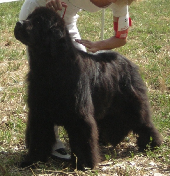 All blacks newfy Tchoupy