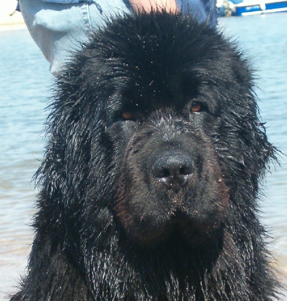 All blacks newfy Tchoupy