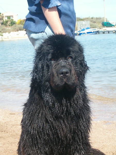 All blacks newfy Tchoupy