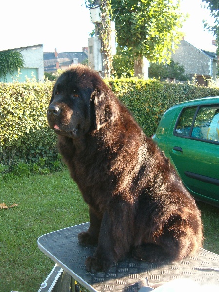 All blacks newfy Tchoupy