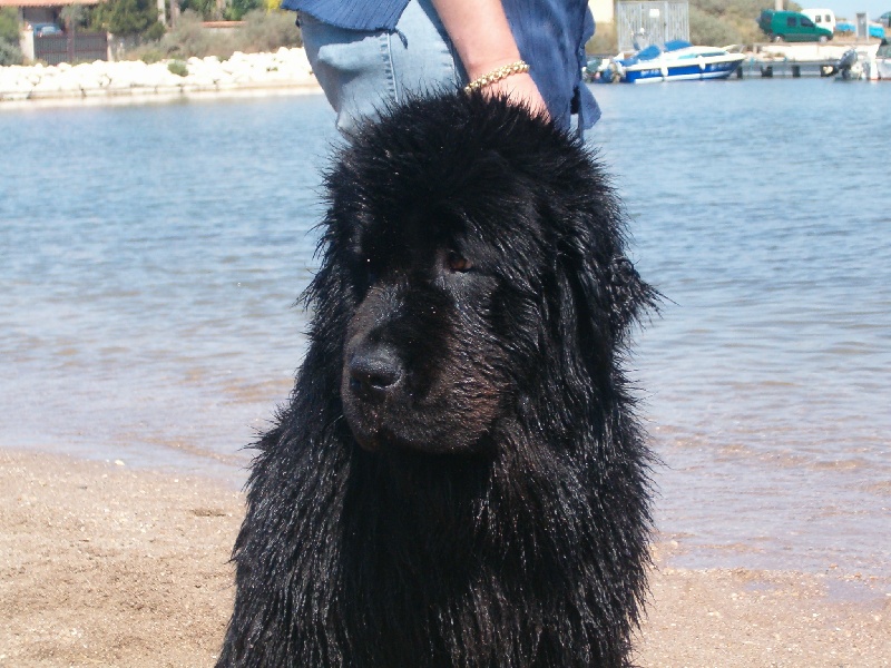 All blacks newfy Tchoupy