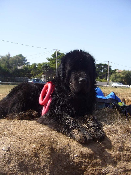 All blacks newfy Tchoupy