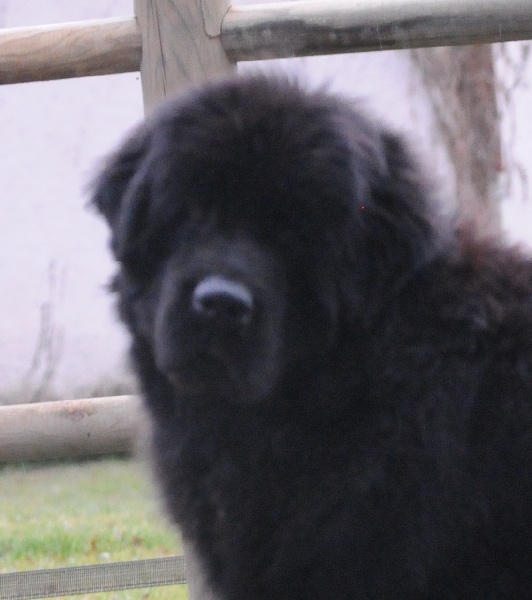 Fraise des bois Du clos des abysses de provence