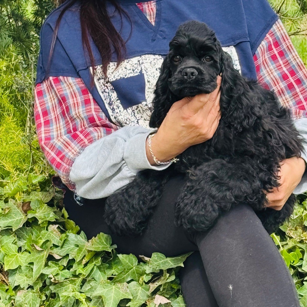 Du clos des abysses de provence - Chiots disponibles - American Cocker Spaniel