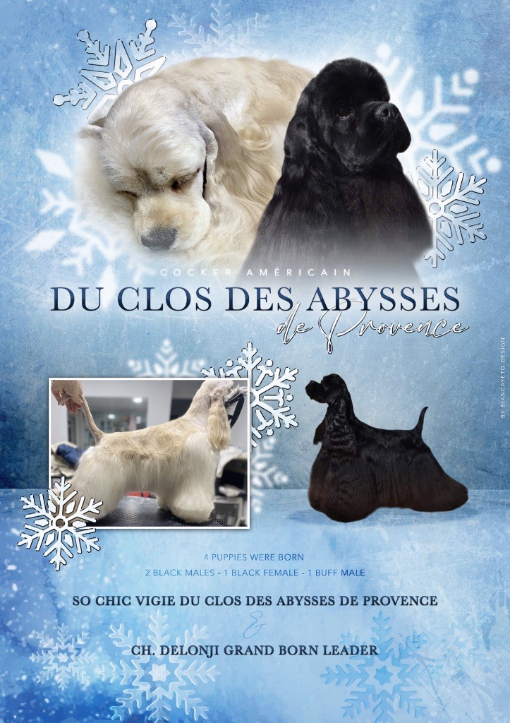 Chiot American Cocker Spaniel Du clos des abysses de provence