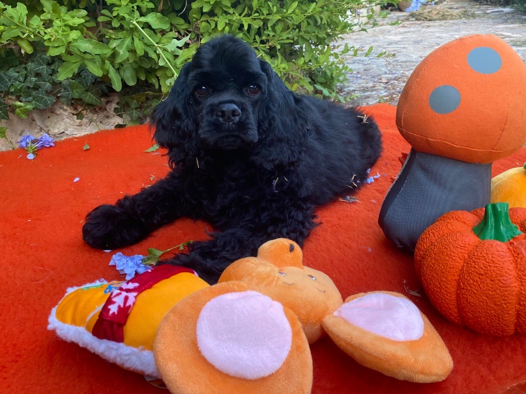 Du clos des abysses de provence - Chiots disponibles - American Cocker Spaniel