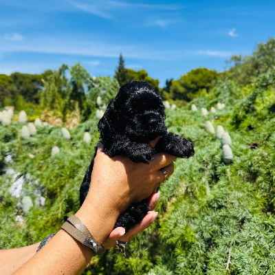 CHIOT 5