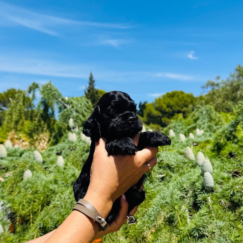 Du clos des abysses de provence - Chiots disponibles - American Cocker Spaniel