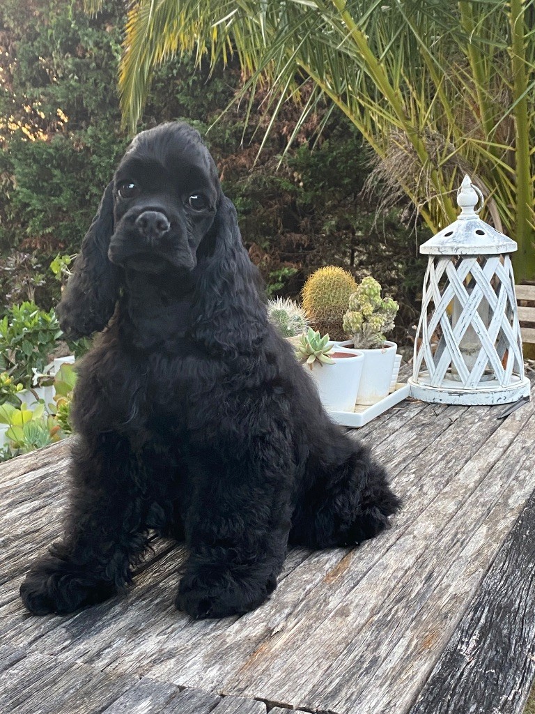 Du clos des abysses de provence - Chiots disponibles - American Cocker Spaniel